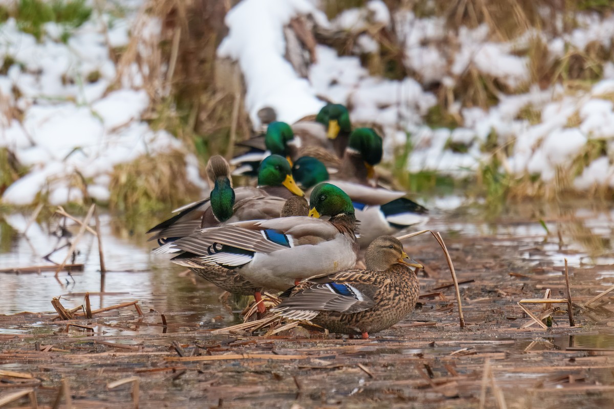 Mallard - ML646625935