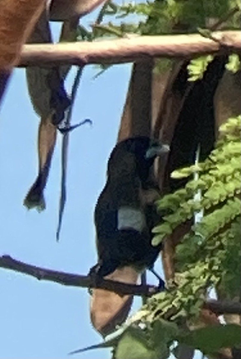 White-rumped Munia - ML646625936