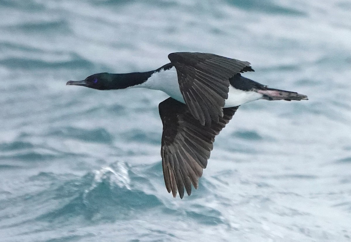 Stewartscharbe (chalconotus) - ML646625938