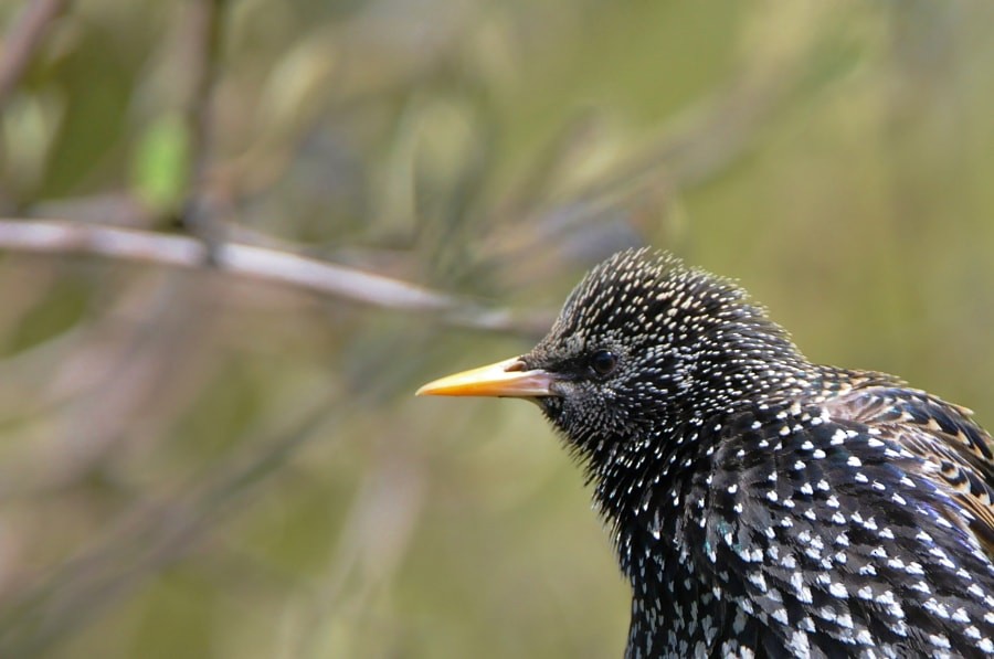 Storno - ML646625941