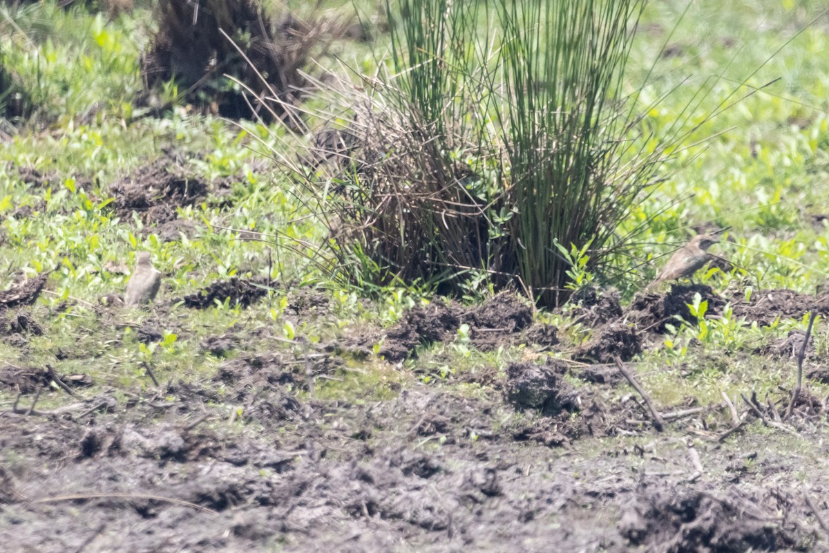 Horsfield's Bronze-Cuckoo - ML646625942