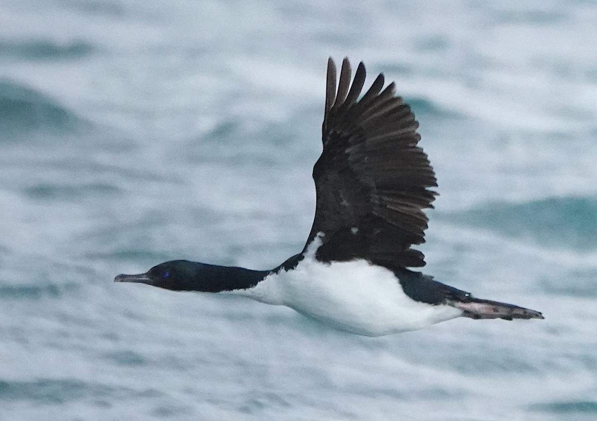 Stewartscharbe (chalconotus) - ML646625943