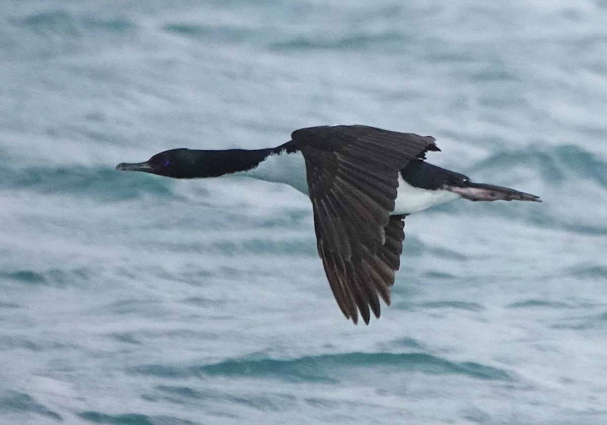 Stewartscharbe (chalconotus) - ML646625944