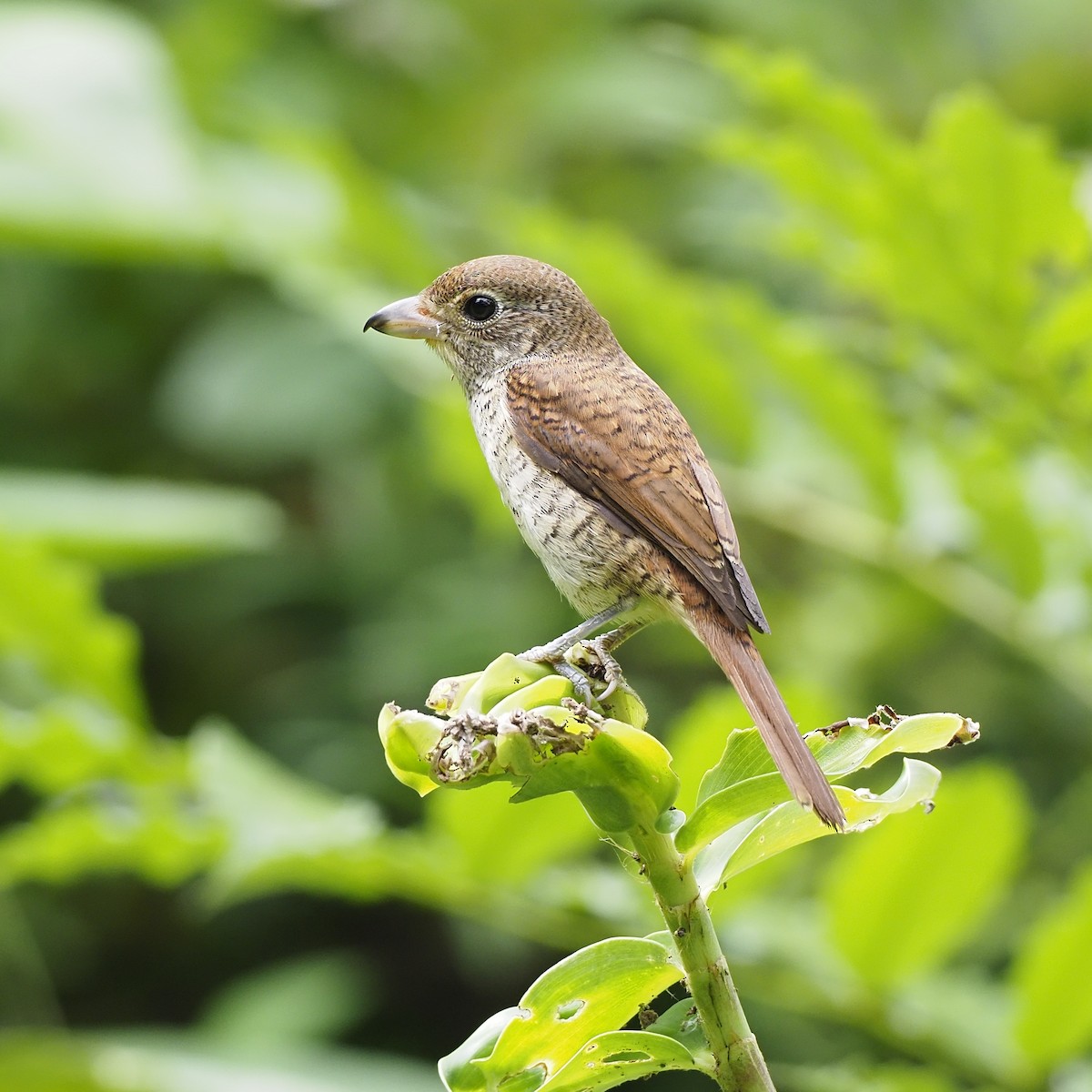 tigervarsler - ML646625946