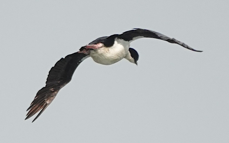 Stewartscharbe (chalconotus) - ML646625948