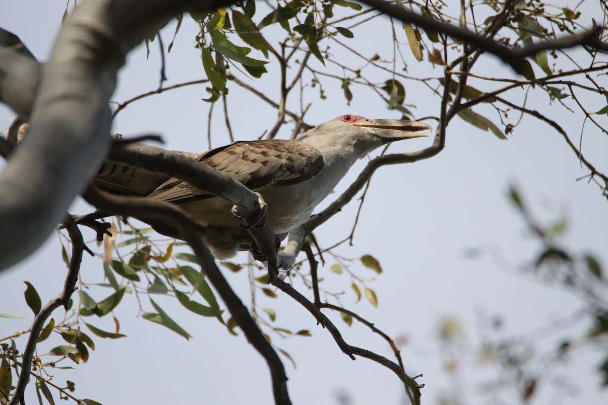 Channel-billed Cuckoo - ML646625951
