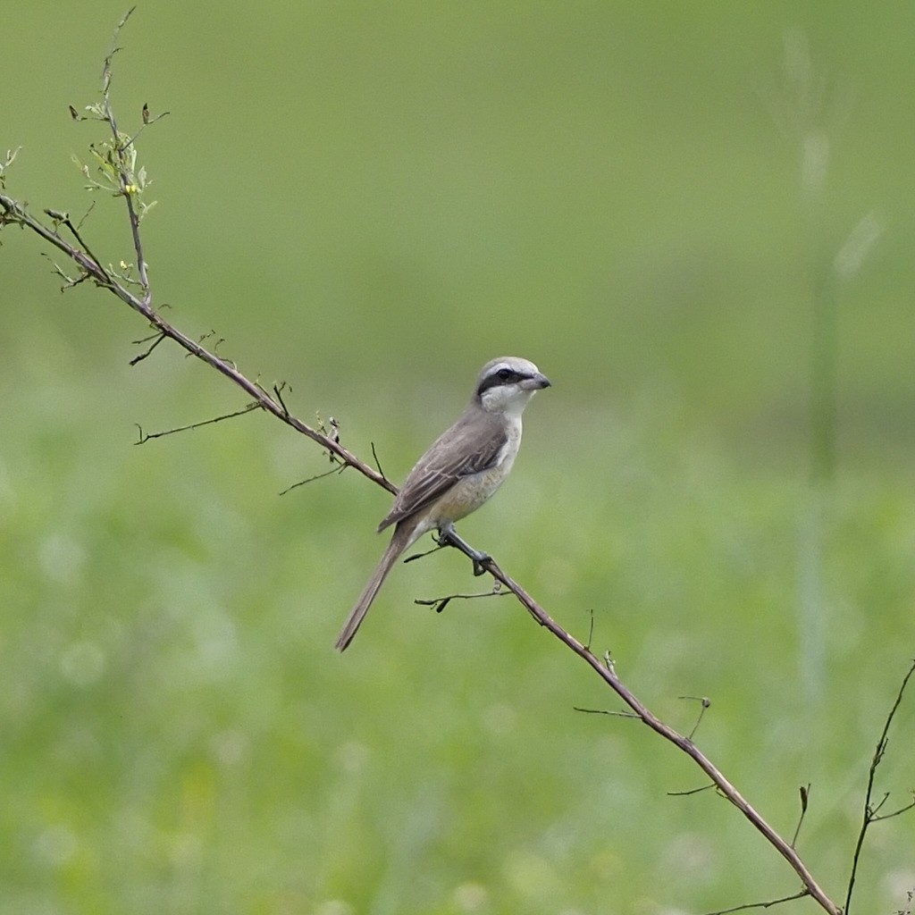 brunvarsler - ML646625953