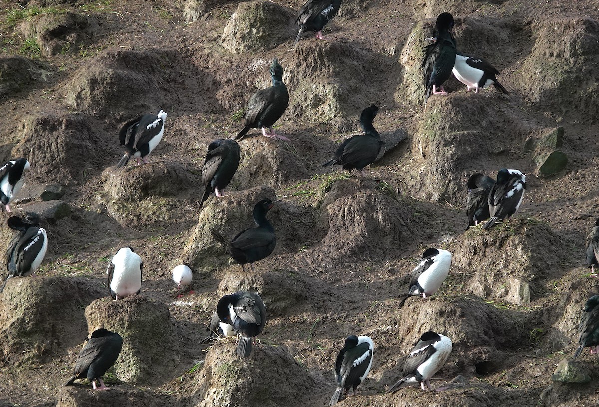 Stewartscharbe (chalconotus) - ML646625954