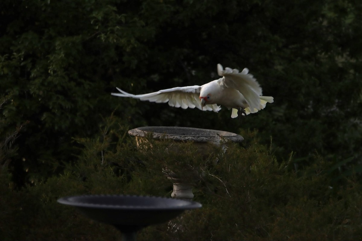 Long-billed Corella - ML646625957