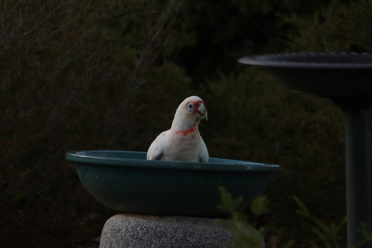 Long-billed Corella - ML646625958