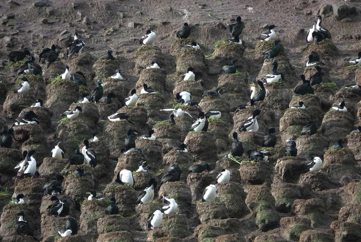 Stewartscharbe (chalconotus) - ML646625959