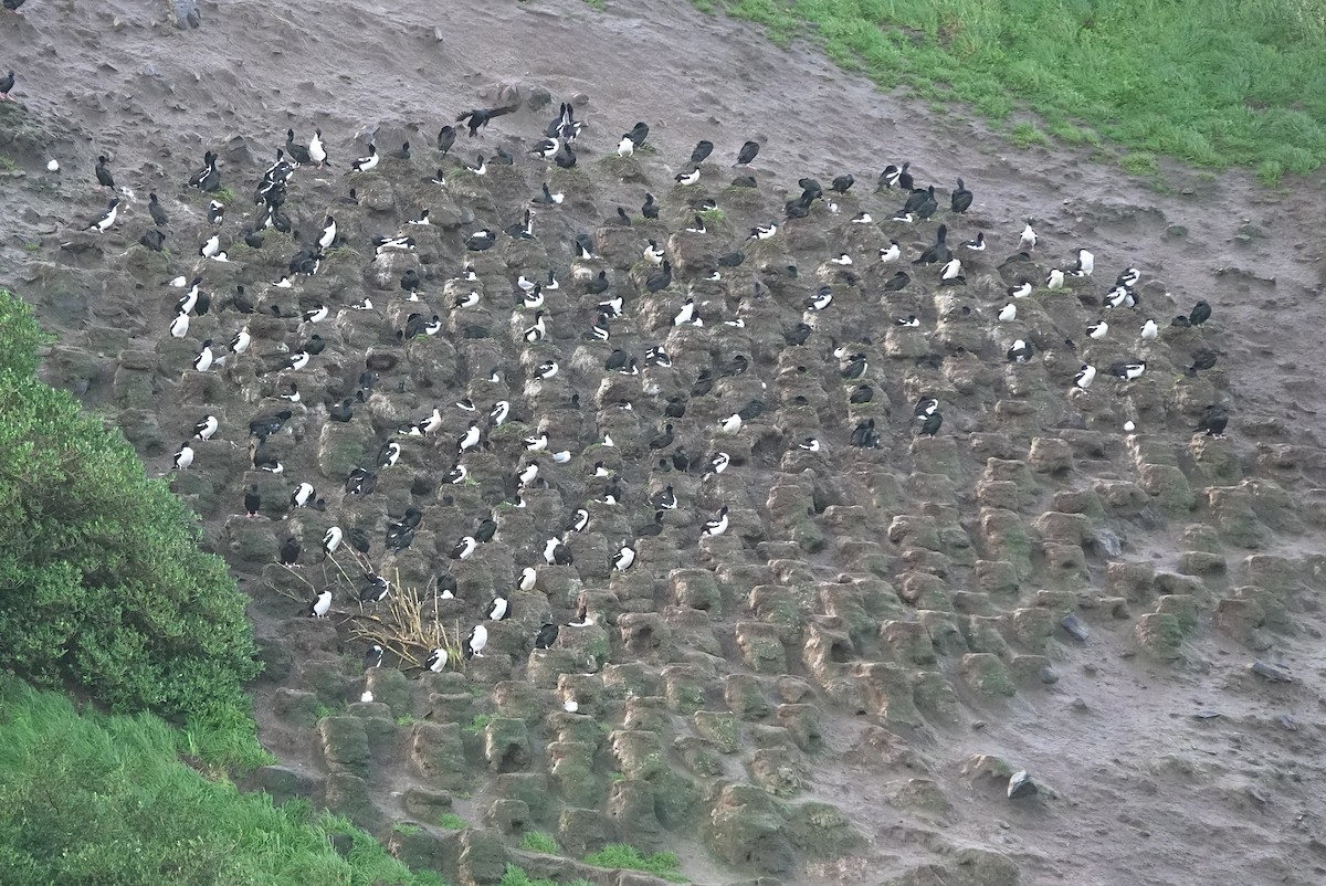 Stewartscharbe (chalconotus) - ML646625961