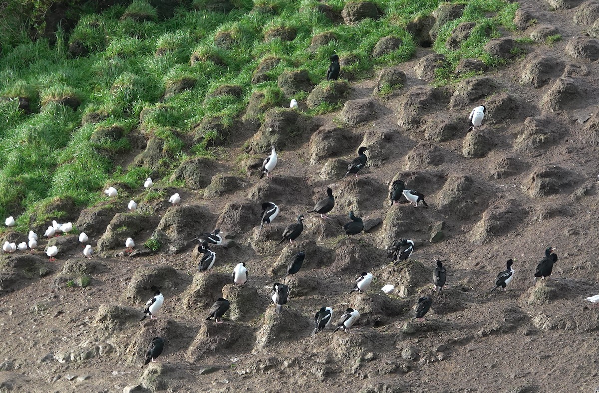 Stewartscharbe (chalconotus) - ML646625963