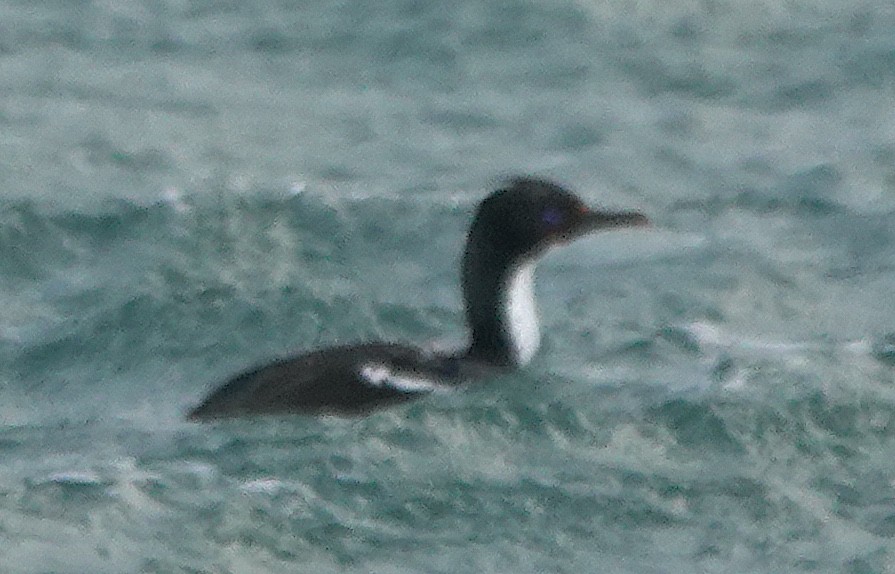 Stewartscharbe (chalconotus) - ML646625965