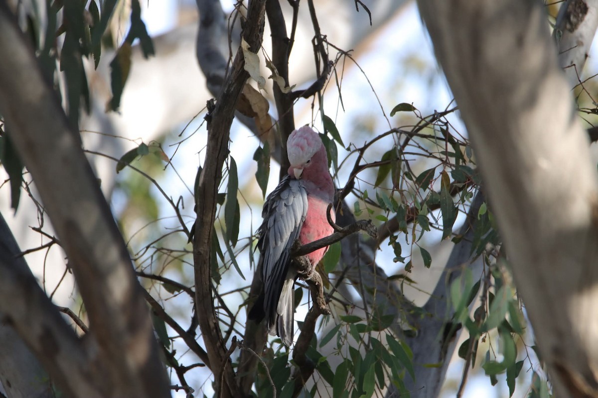 Galah - ML646625971
