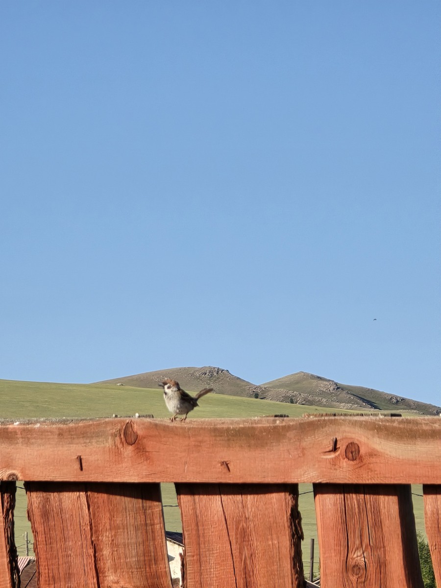 Ağaç Serçesi - ML646625973