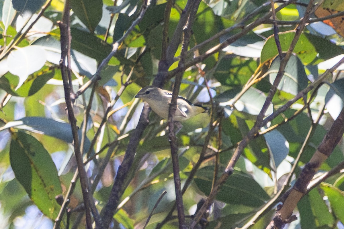 Spotted Pardalote - ML646625975