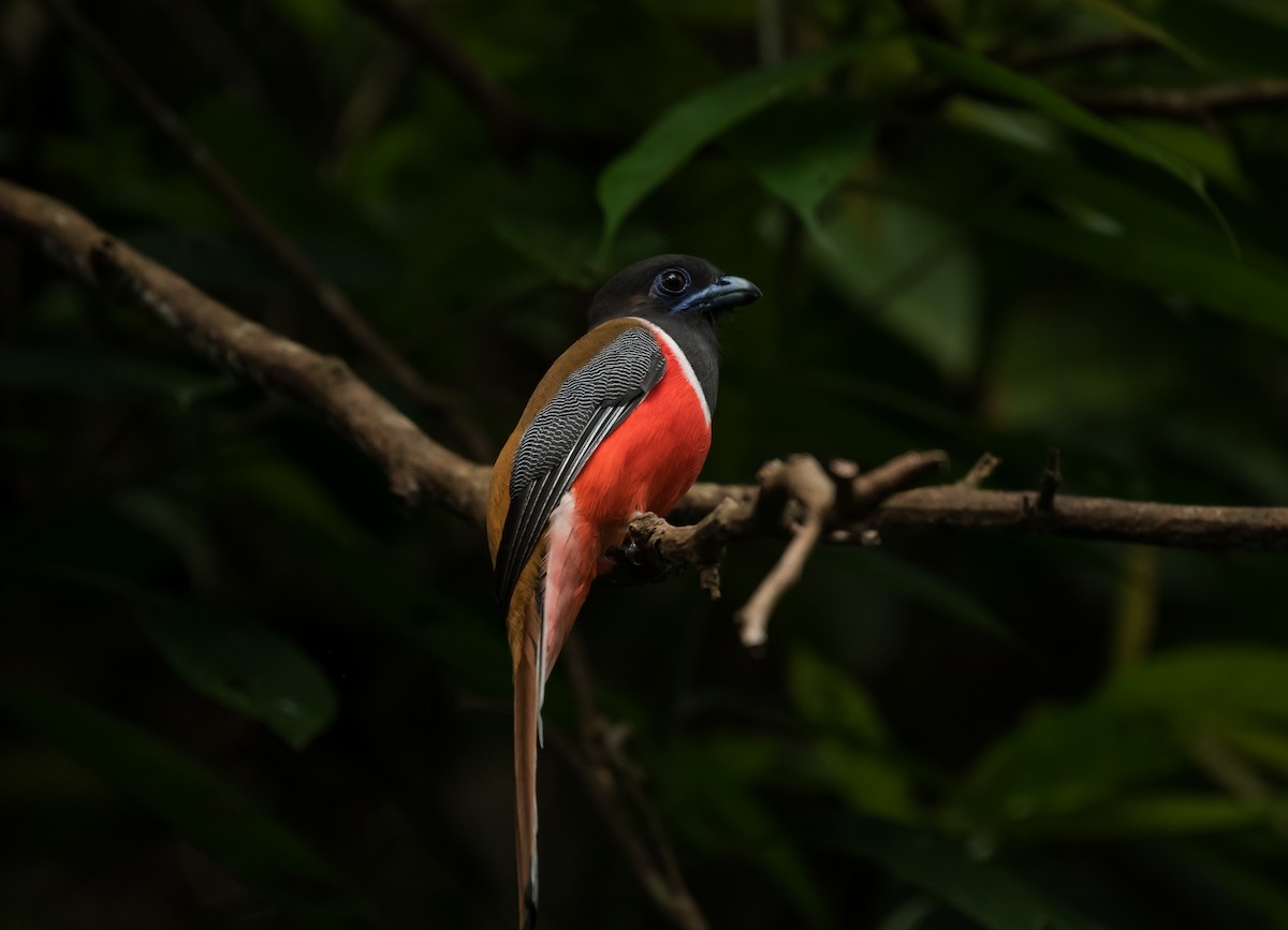 Malabar Trogon - ML646625981