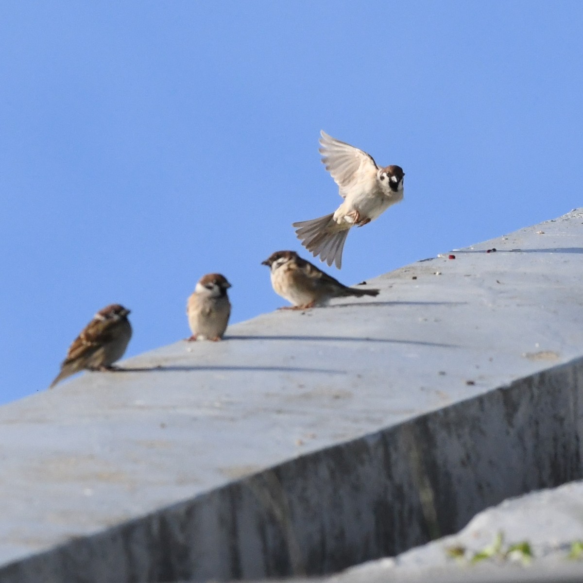 Ağaç Serçesi - ML646625982