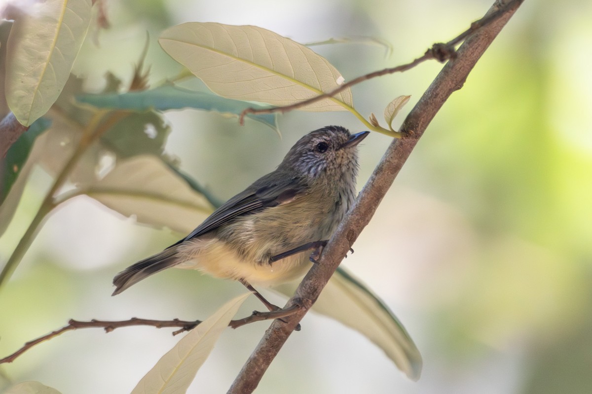 Striated Thornbill - ML646625983
