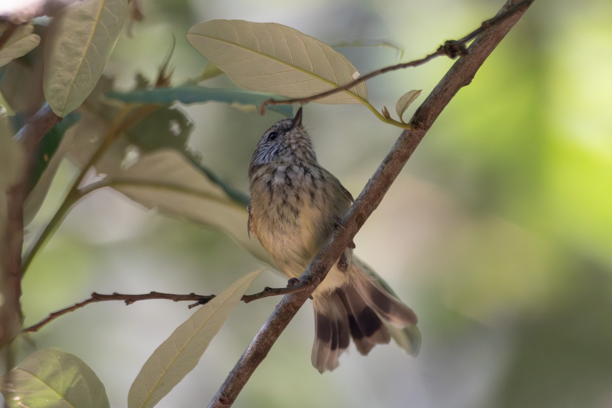 Striated Thornbill - ML646625984