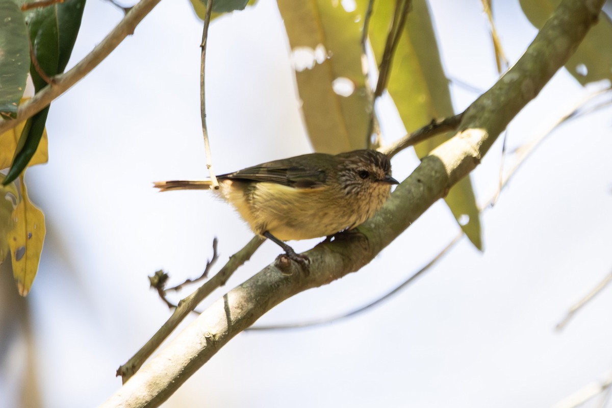 Striated Thornbill - ML646625985