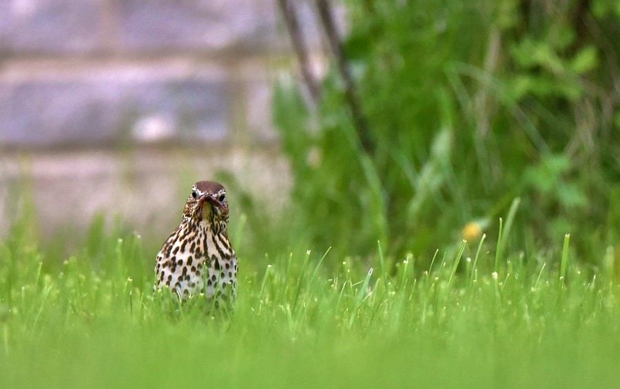 Tordo bottaccio - ML646625986