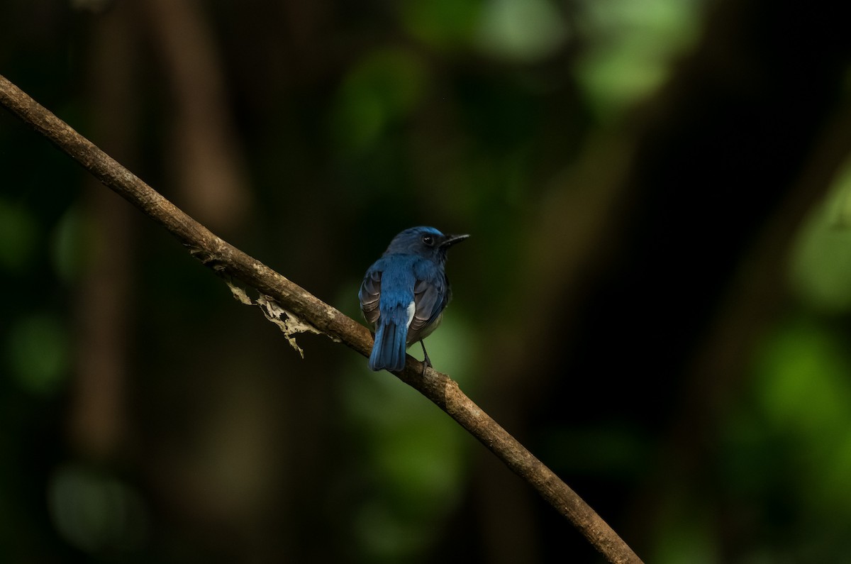 Blue-throated Flycatcher - ML646625987