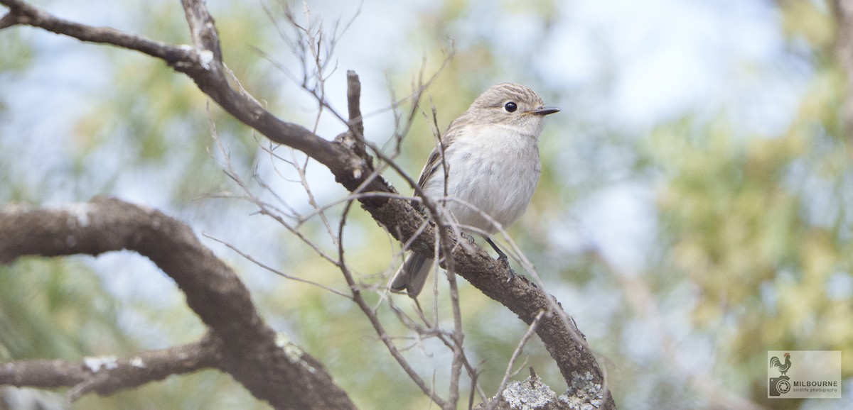 lejsčík rudočelý - ML646625997