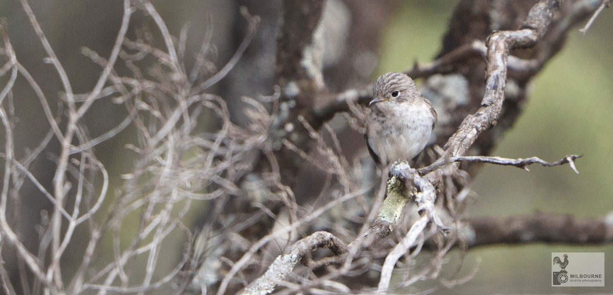 lejsčík rudočelý - ML646625998