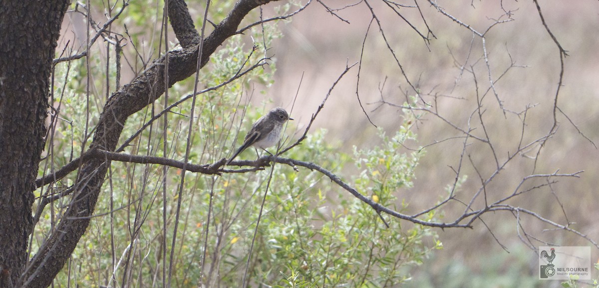 lejsčík rudočelý - ML646625999