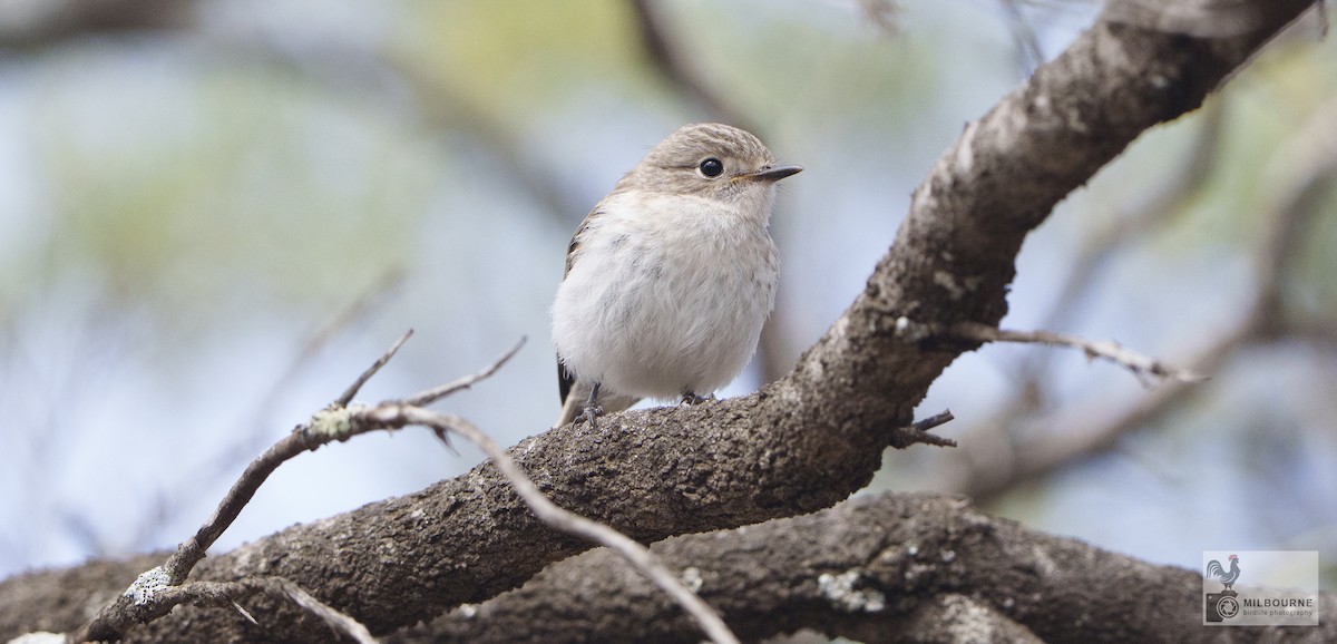 lejsčík rudočelý - ML646626000