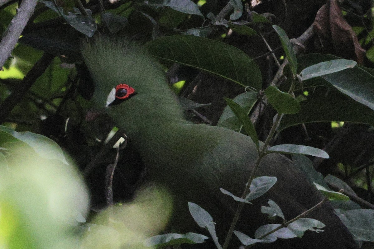 Touraco vert - ML646626015