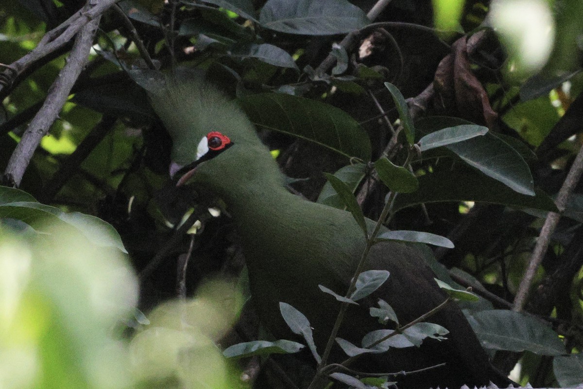 Touraco vert - ML646626016