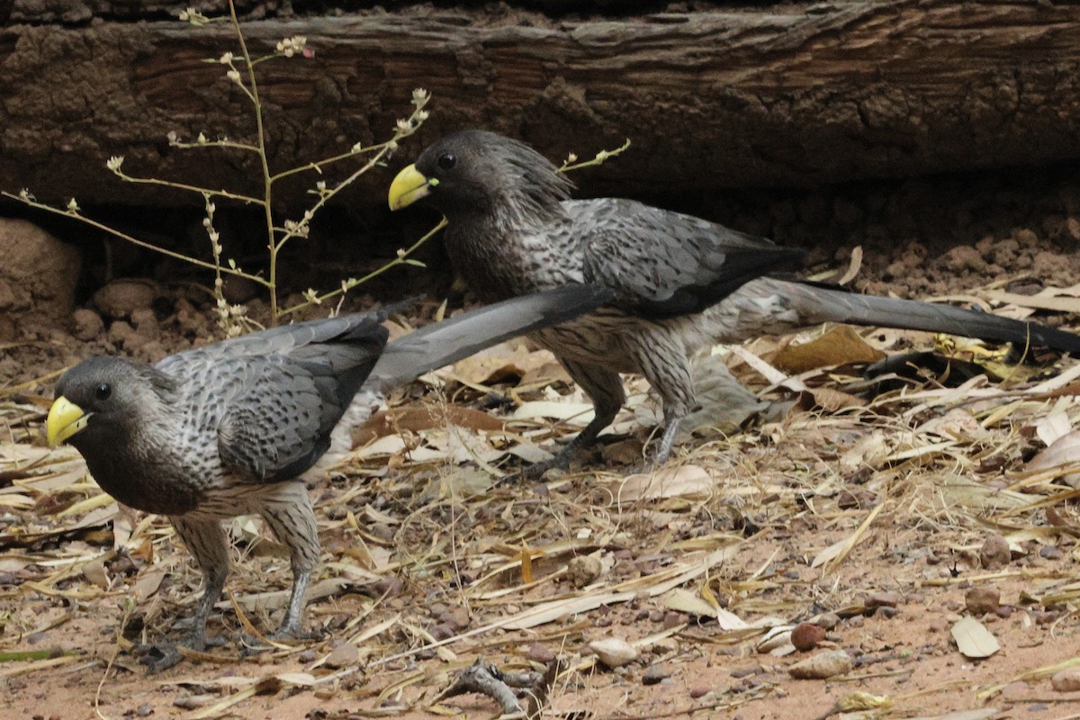 Touraco gris - ML646626018