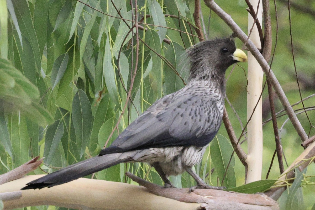 Touraco gris - ML646626019