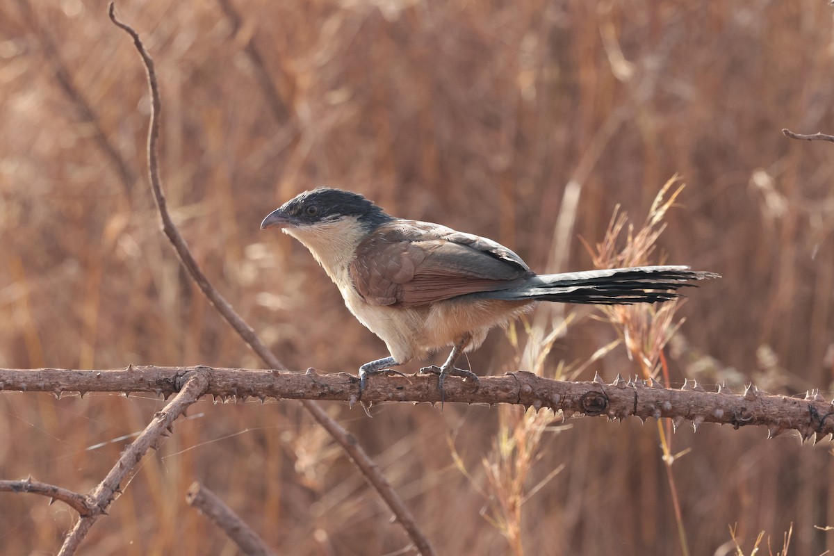 Coucal du Sénégal - ML646626020