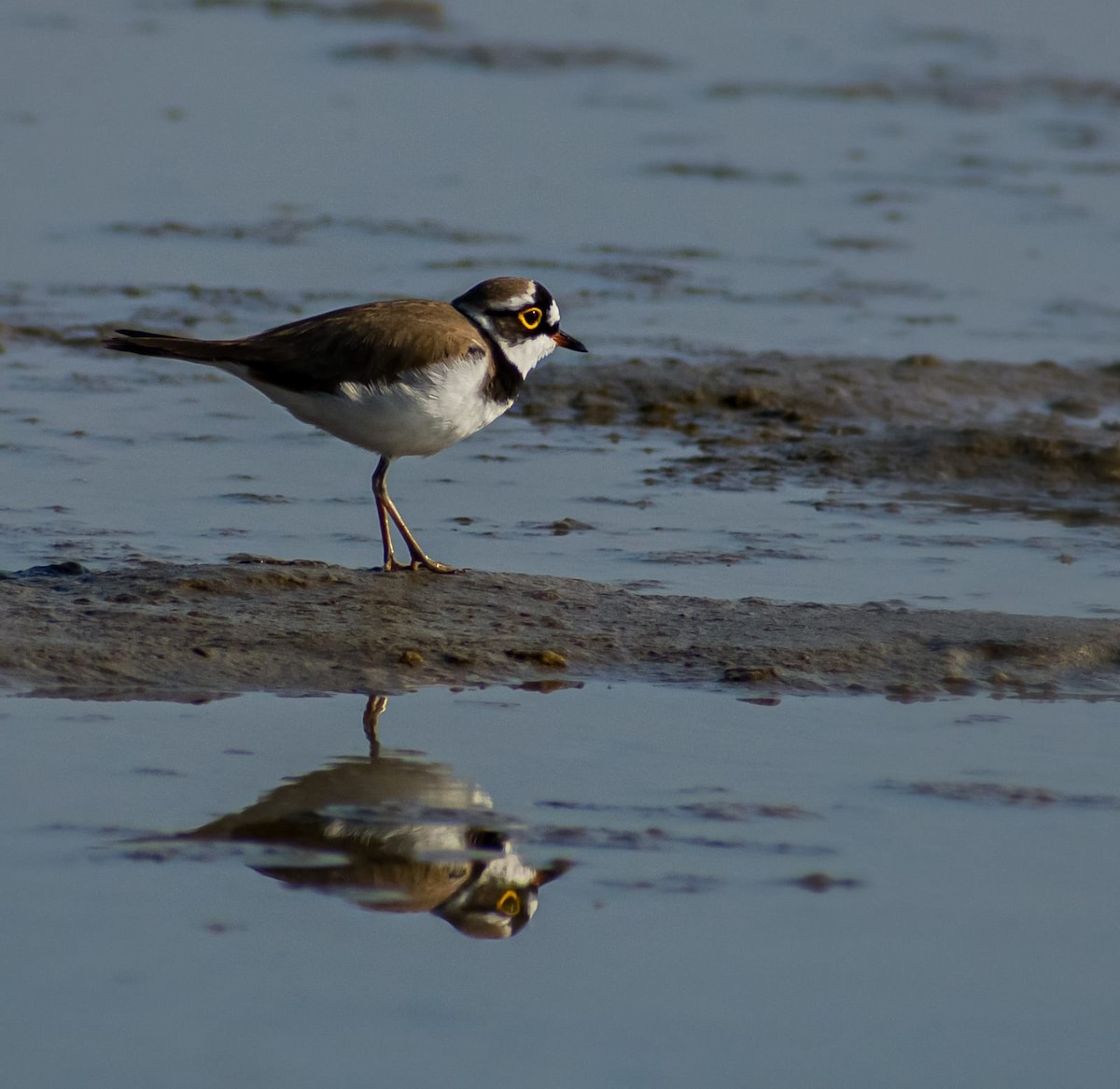 Little Ringed Plover - ML646626023