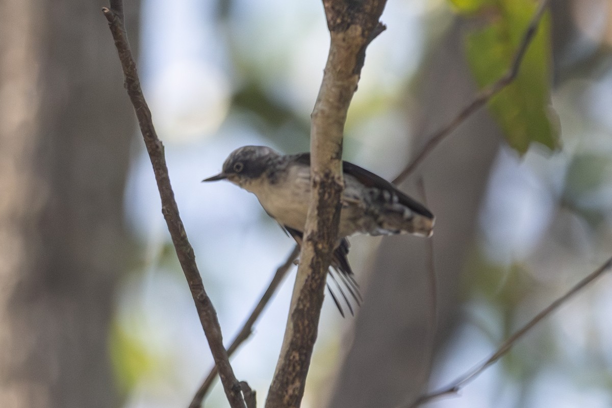 Varied Sittella - ML646626024