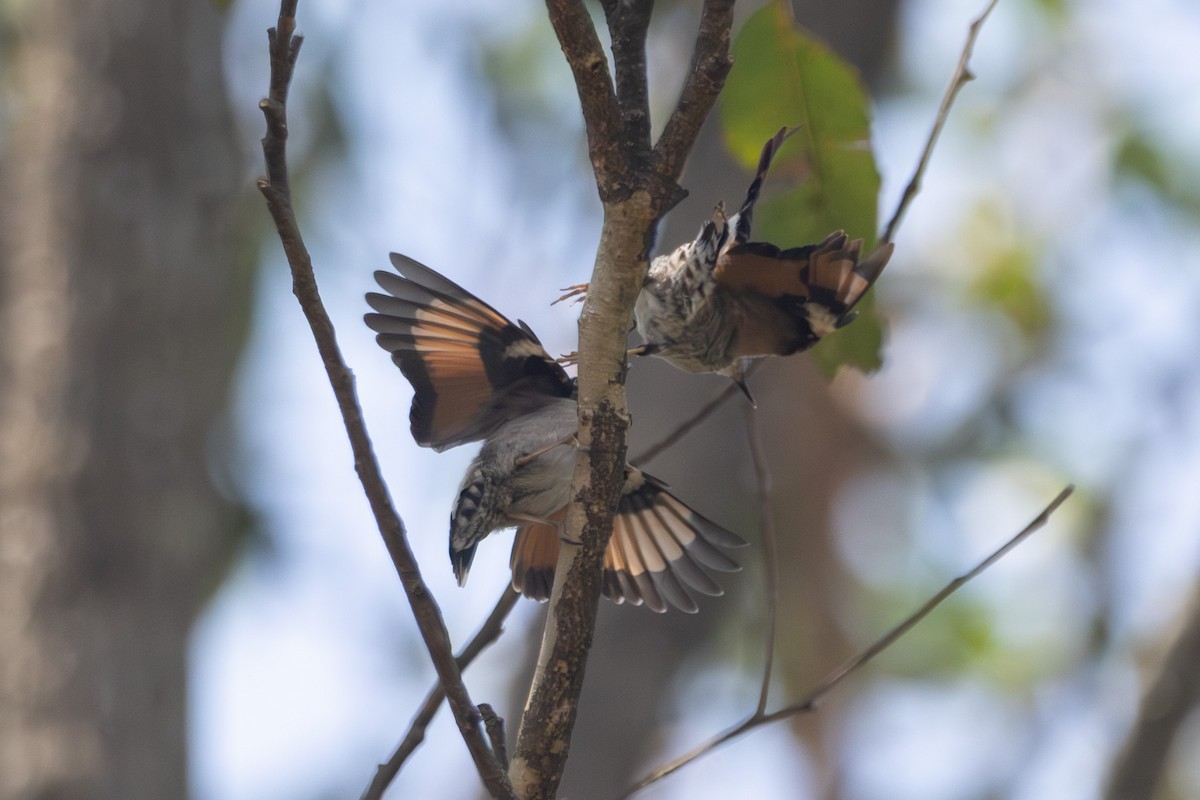 Varied Sittella - ML646626025