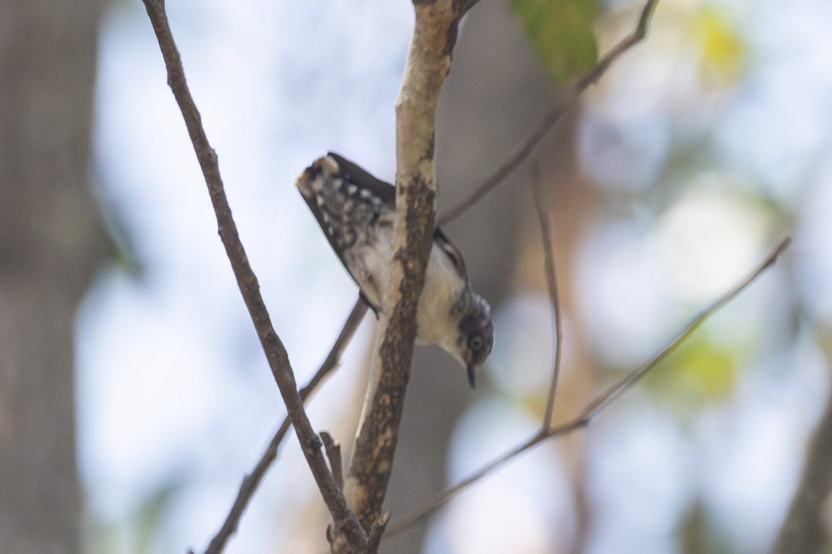 Varied Sittella - ML646626026