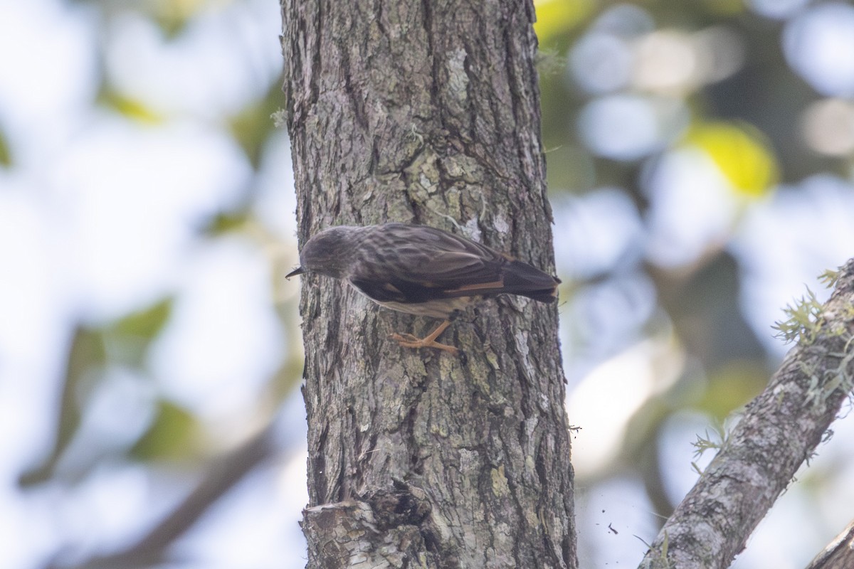 Varied Sittella - ML646626027