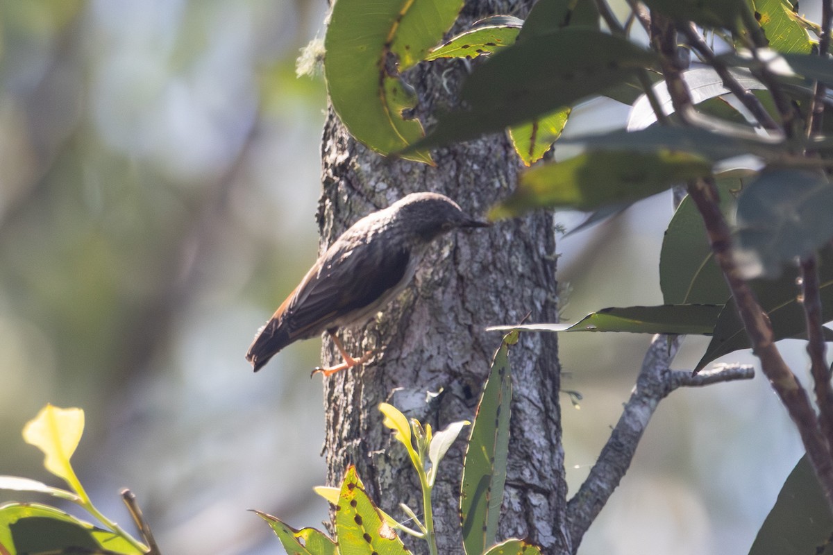 Varied Sittella - ML646626028