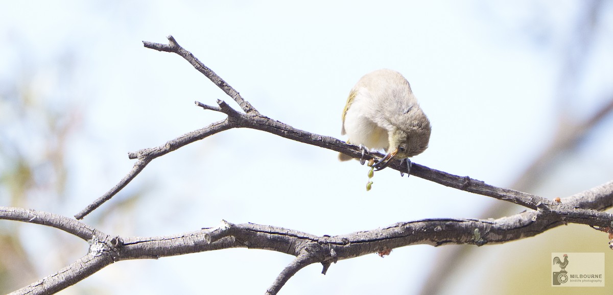 medosavka hnědavá - ML646626029