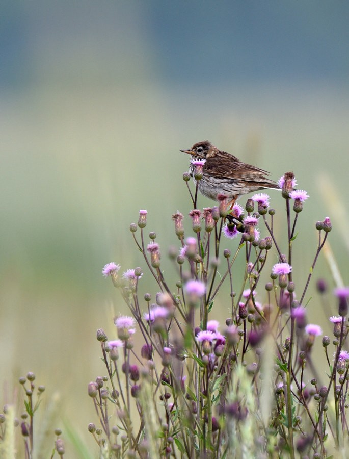 Pispola - ML646626031