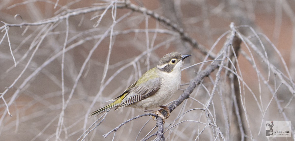 Brown-headed Honeyeater - ML646626032