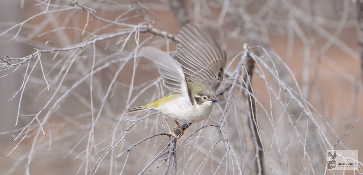 Brown-headed Honeyeater - ML646626033