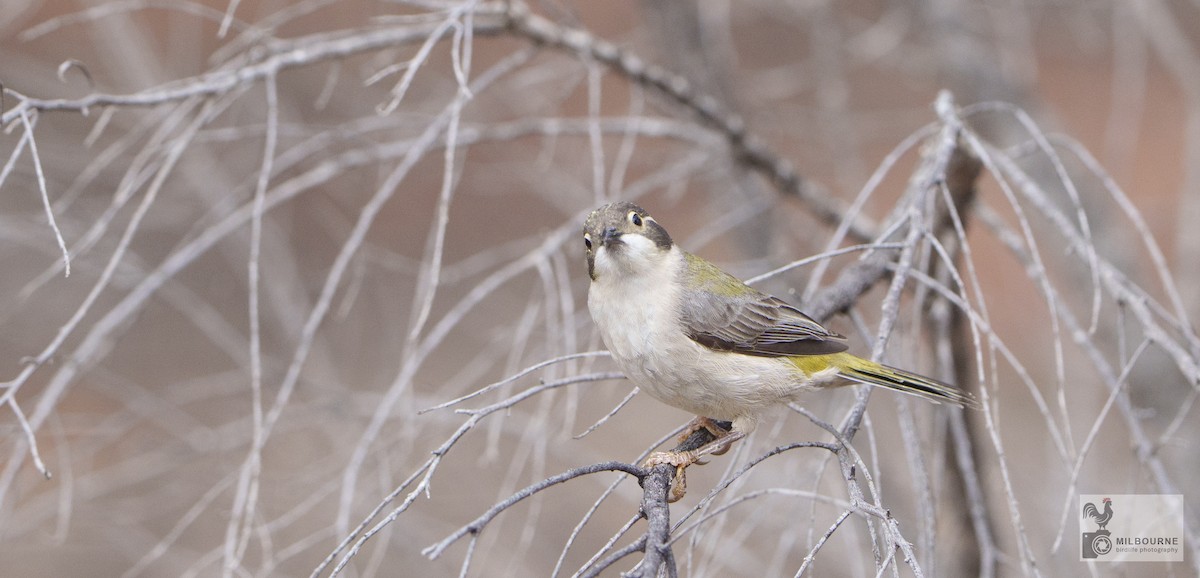 Brown-headed Honeyeater - ML646626034
