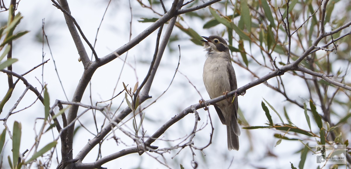 Brown-headed Honeyeater - ML646626035