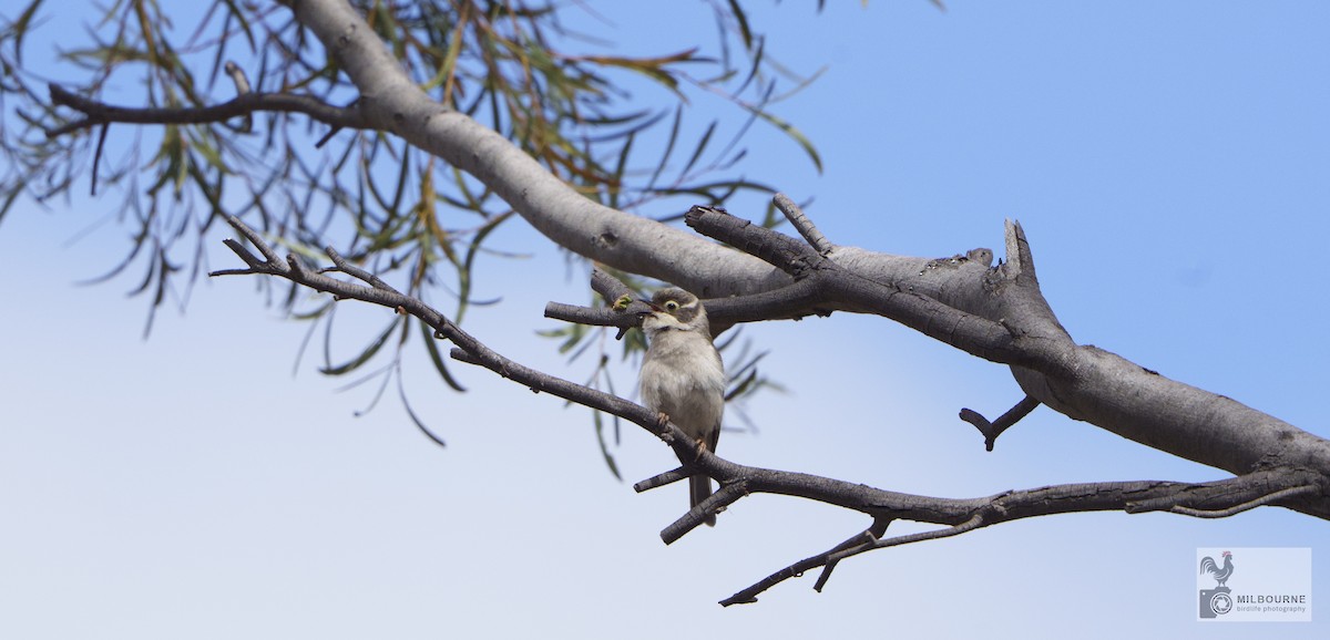 Brown-headed Honeyeater - ML646626036
